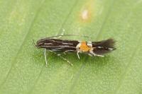 Cosmopterix crassicervicella