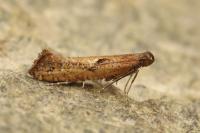 Acrolepiopsis vesperella