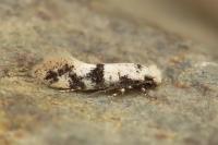 Infurcitinea atrifasciella