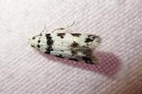 Pseudotelphusa scalella