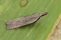 Dichomeris limbipunctella