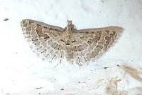 Alucita