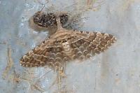 Alucita