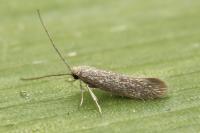 Urodeta hibernella