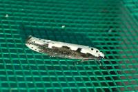 Ethmia bipunctella