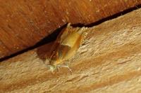 Ancylis mitterbacheriana