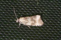 Celypha lacunana