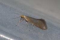 Crassa tinctella