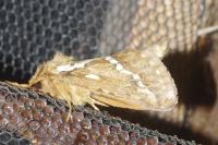 Korscheltellus lupulinus