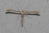 Emmelina monodactyla