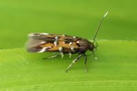 Pancalia leuwenhoekella