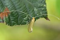 Nematopogon adansoniella