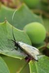 Adela reaumurella