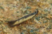Mesophleps trinotella