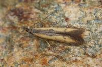 Mesophleps trinotella