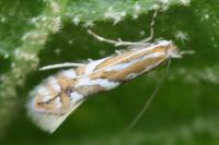 Phyllonorycter