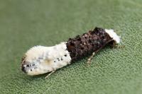 Trichophaga bipartitella