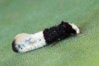 Trichophaga bipartitella