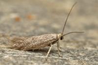 Urodeta hibernella