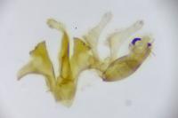 Aproaerema cinctella
