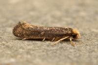 Monopis nigricantella