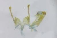 Scrobipalpa acuminatella