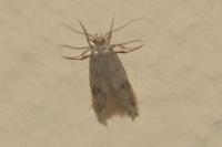 Borkhausenia nefrax