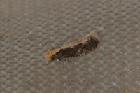 Monopis crocicapitella