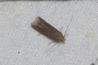 Scrobipalpa acuminatella