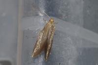 Crassa tinctella