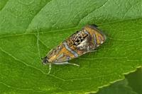 Olethreutes arcuella