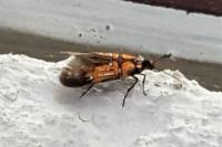 Schiffermuelleria schaefferella