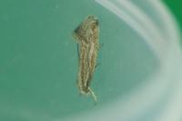 Elachista rufocinerea