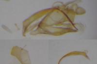 Coleophora lassella
