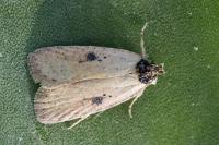 Agonopterix subpropinquella