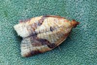 Clepsis consimilana