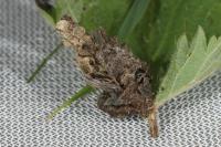 Canephora hirsuta