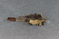 Canephora hirsuta