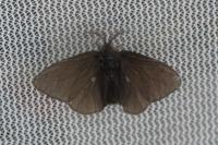 Canephora hirsuta