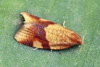 Zelotherses ferugana