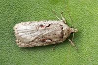 Agonopterix ocellana