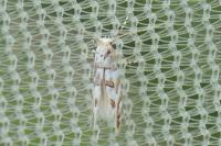 Phyllonorycter kuhlweiniella