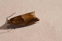 Ancylis mitterbacheriana
