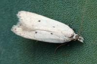 Nothris verbascella
