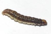 Tortricodes alternella