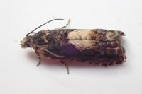 Pammene albuginana