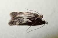 Teleiodes luculella