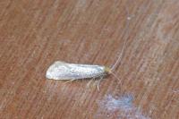 Nematopogon