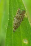 Dichrorampha plumbagana