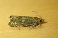 Dichrorampha plumbagana